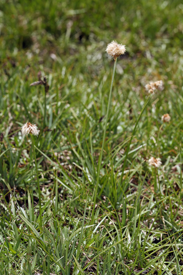 Image of <i>Eriophorum crinigerum</i>