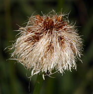 Image of <i>Eriophorum crinigerum</i>