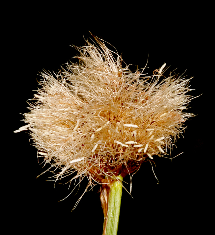 Image of <i>Eriophorum crinigerum</i>