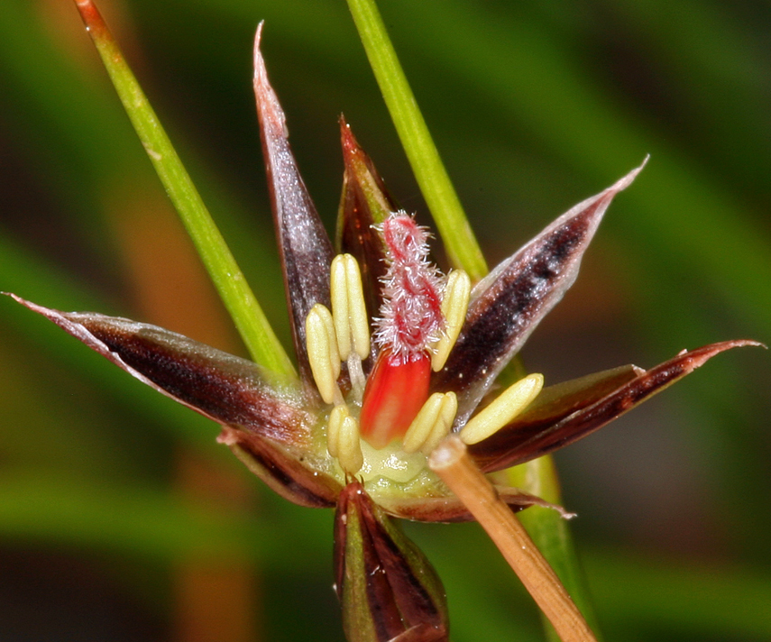 Juncus parryi Engelm. resmi