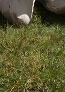 Image of black alpine sedge