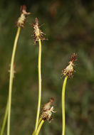 Image of black alpine sedge