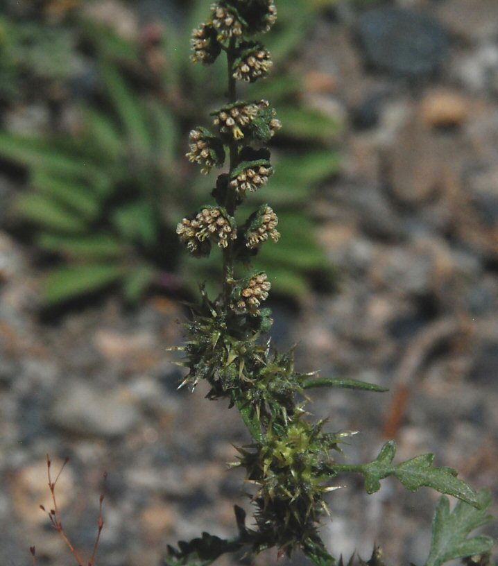 Image of flatspine bur ragweed