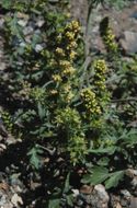 Image of flatspine bur ragweed