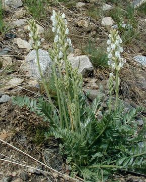 Image of white locoweed