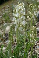 Image of white locoweed