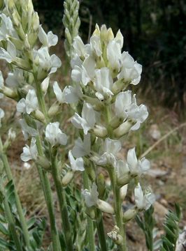 Image of white locoweed