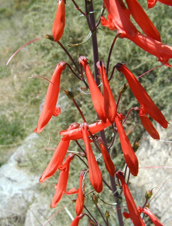 Image of Torrey's penstemon