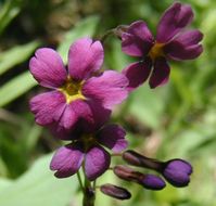 Primula parryi A. Gray resmi