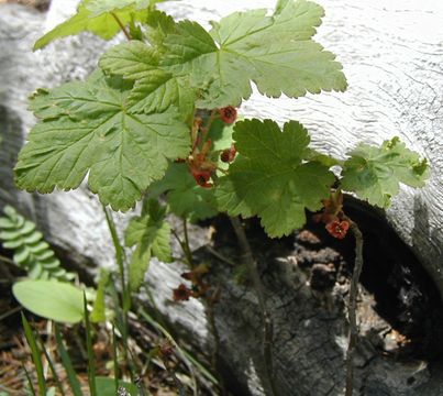 Image of gooseberry currant