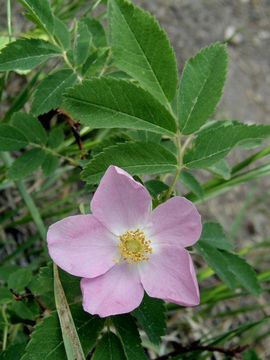 Rosa acicularis subsp. sayi (Schwein.) W. H. Lewis的圖片