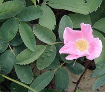 Image de Rosa acicularis subsp. sayi (Schwein.) W. H. Lewis