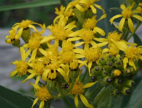 Plancia ëd Senecio atratus Greene