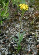 Image of lambstongue ragwort