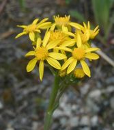 Image of lambstongue ragwort