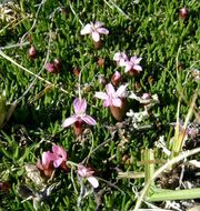 Image of moss campion