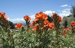 Image of scarlet globemallow