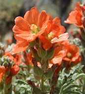 Image of scarlet globemallow