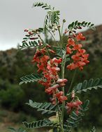 Imagem de Sphaerophysa salsula (Pall.) DC.