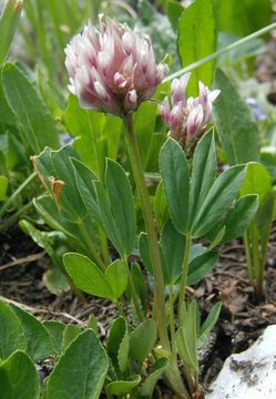 Image of Parry's Clover