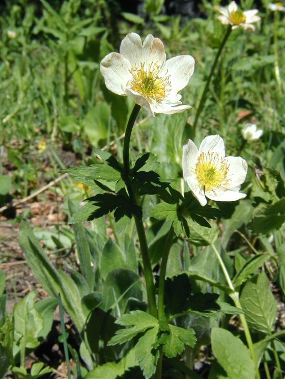 Image of <i>Trollius albiflorus</i>