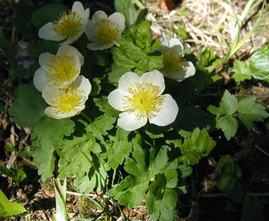 Image of <i>Trollius albiflorus</i>