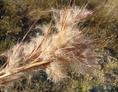 Image of <i>Andropogon <i>virginicus</i></i> var. virginicus