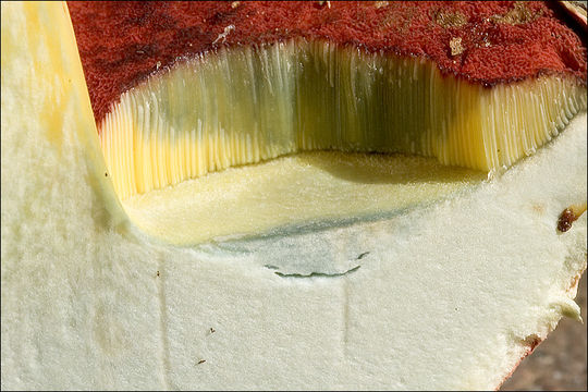 Image of <i>Boletus satanas</i>