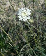 Image of Esteve's pincushion