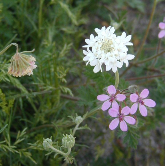 Image of Esteve's pincushion