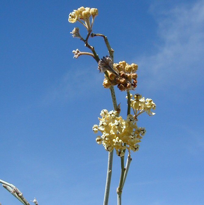 Asclepias albicans S. Wats. resmi