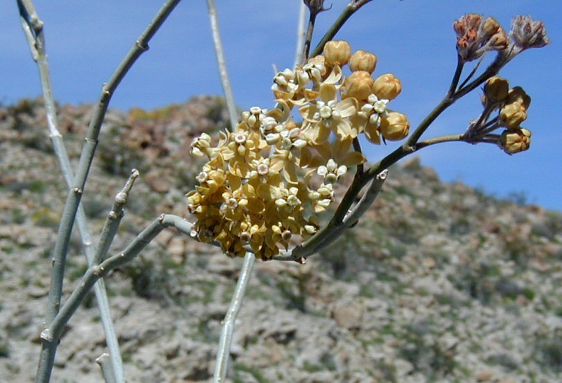 Image of whitestem milkweed