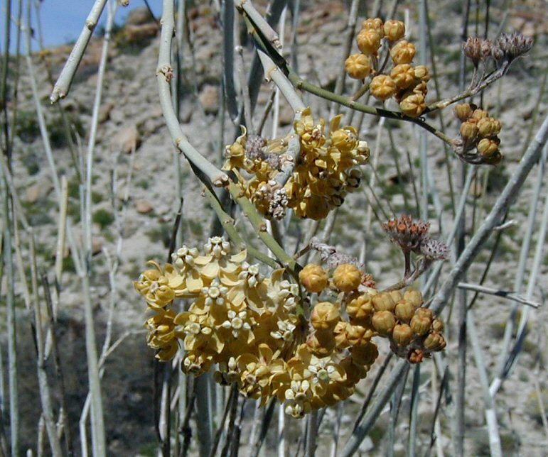 Image of whitestem milkweed