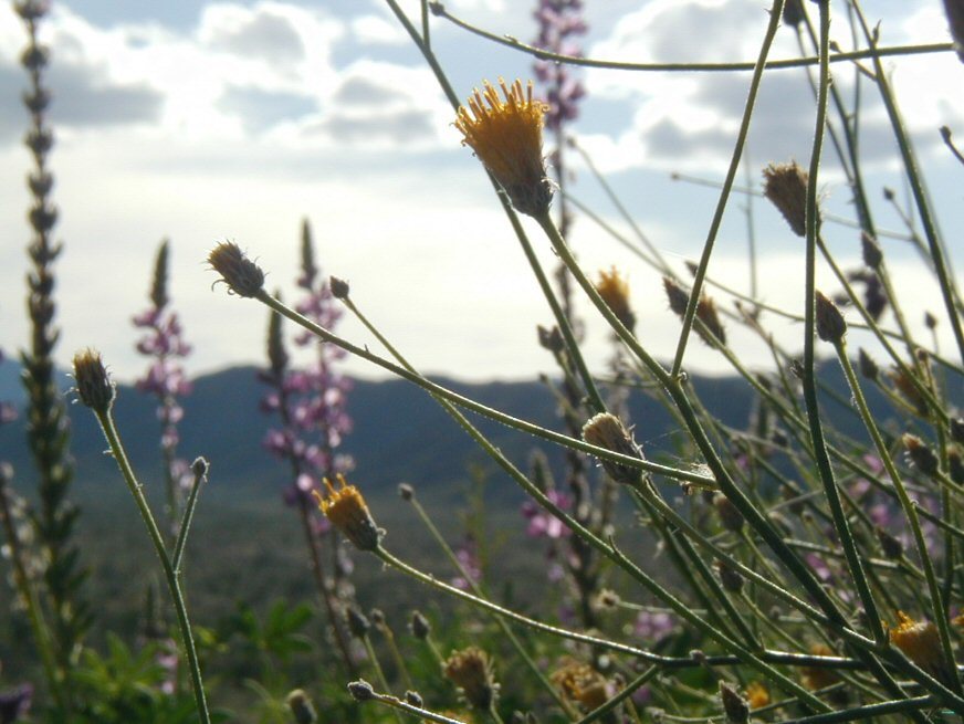 Image of sweetbush