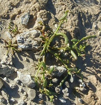 Image of desert pussypaws