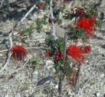 Imagem de Calliandra eriophylla Benth.