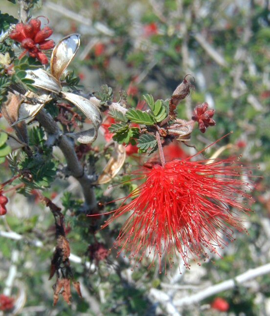 Imagem de Calliandra eriophylla Benth.