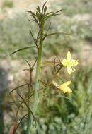 Eulobus californicus Nutt. resmi