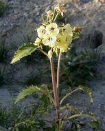 Imagem de Chylismia claviformis subsp. peirsonii (Munz) W. L. Wagner & Hoch