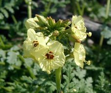 Imagem de Chylismia claviformis subsp. peirsonii (Munz) W. L. Wagner & Hoch