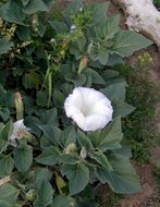 Imagem de Datura wrightii Hort. ex Regel