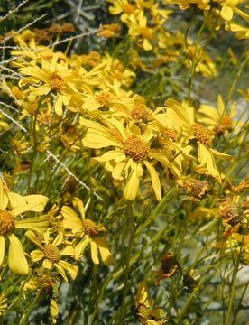 Sivun Encelia farinosa A. Gray ex Torr. kuva