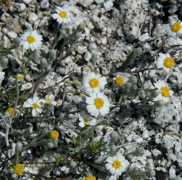 Image of white easterbonnets