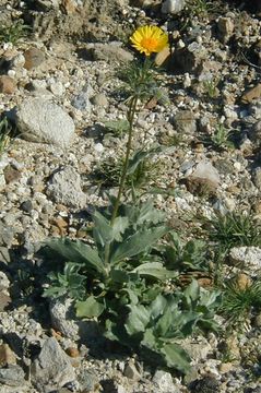 Image de Geraea canescens Torr. & A. Gray