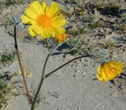 Image de Geraea canescens Torr. & A. Gray