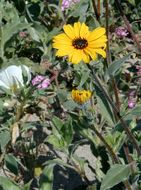 Image of showy sunflower