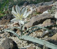 Image of desert lily