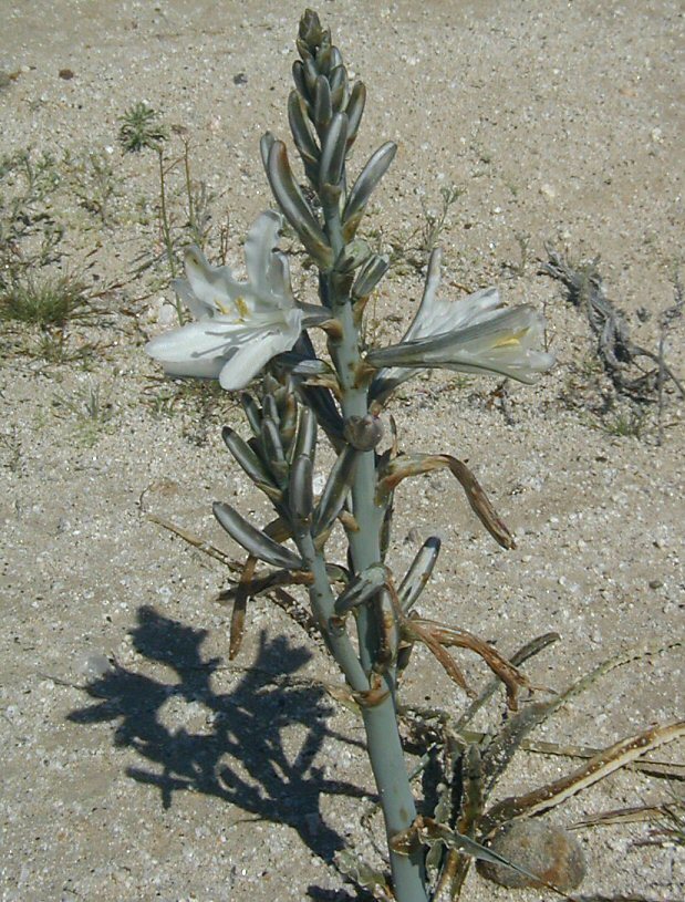 Image de Hesperocallis undulata A. Gray