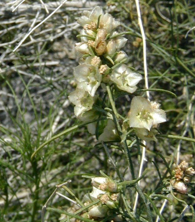 Image of burrobrush