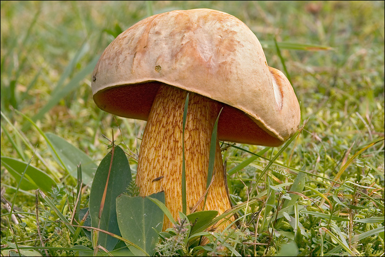 Image of Lurid bolete